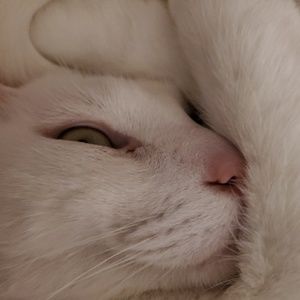 Meet your Posher, Janine